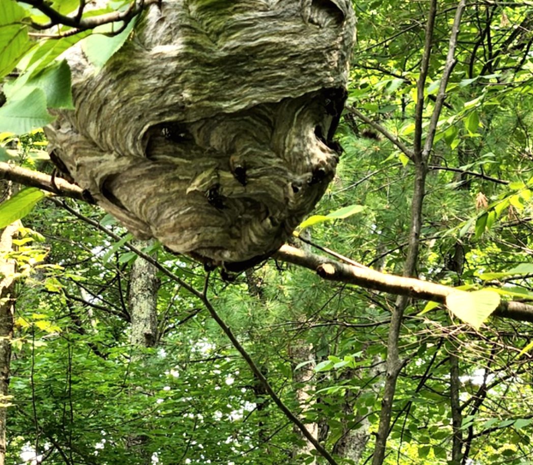 A gray paper hornet nest the size of a football, hanging in green branches.